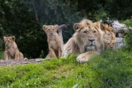 Visit Fota Wildlife Park With Discover Ireland